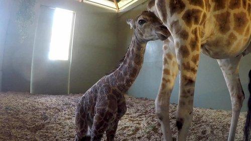 Crikey! It's the Irwins Season 1 Episode 7 - It’s a Baby Giraffe!