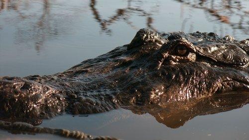 Super Senses: The Secret Power of Animals Season 1 Episode 2 - Sound