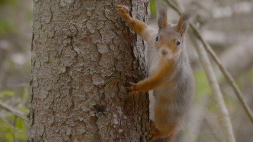 Wild Nordic Season 1 Episode 5 - Creatures of The Taiga