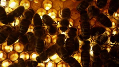 Richard Hammond's Invisible Worlds Season 1 Episode 2 - Out of Sight