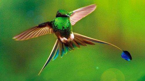 Earth: One Amazing Day Season 1 Episode 1 - Episode 1