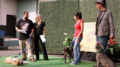 Pit Bulls and Parolees Season 1 Episode 6 - Sin City