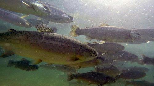 Wisconsin Foodie Season 5 Episode 8 - Rushing Waters