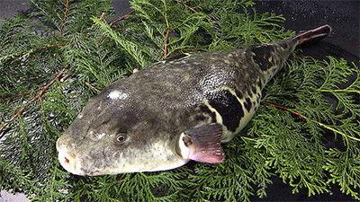 Trails to Tsukiji Season 2 Episode 2 - Fugu