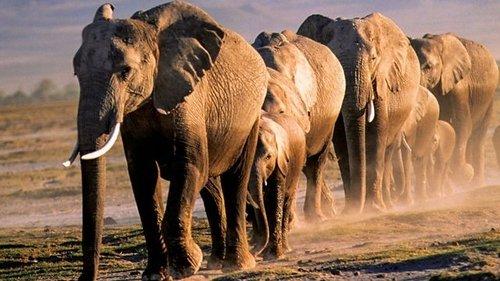 Background image for Travellers