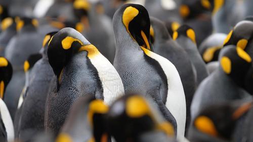 A Year on Planet Earth Season 1 Episode 5 - Full Circle