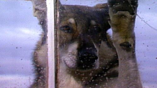 The Littlest Hobo Season 6 Episode 16 - Voyageurs (2)