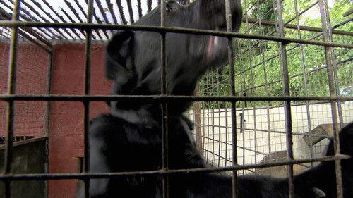 Cesar Millan's Leader of the Pack Season 1 Episode 2 - Jet Power