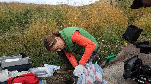Dr. Oakley, Yukon Vet Season 1 Episode 3 - Caribou Down