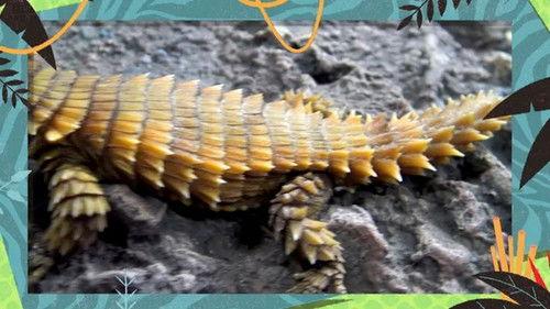 Kukurota Season 4 Episode 15 - Episode 15