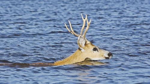 Louisiana Law Season 2 Episode 5 - Felon Hunter