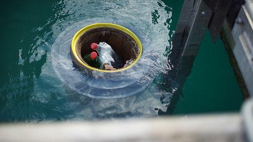 Foreign Correspondent Season 26 Episode 6 - Saving The Big Blue