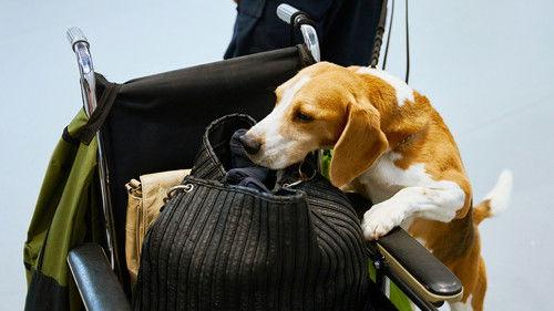 Dog Squad Season 14 Episode 5 - Episode 5