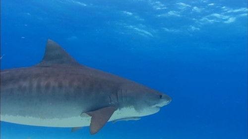 When Sharks Attack Season 4 Episode 1 - World's Deadliest Beach