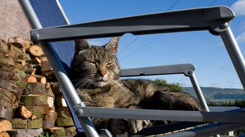 Cats of Claw Hill Season 1 Episode 4 - Catch of the Day