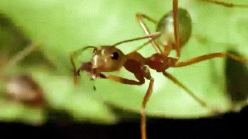 Trials of Life Season 1 Episode 7 - Living Together