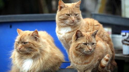 Cat Watch 2014: The New Horizon Experiment Season 1 Episode 2 - The Lion in Your Lap