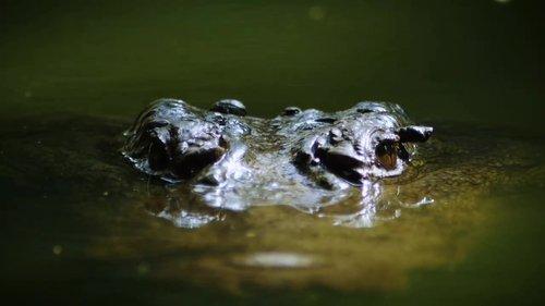 72 Dangerous Animals: Asia Season 1 Episode 5 - Accidential Assassins