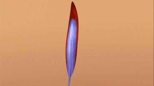 Dinosaur Train Season 1 Episode 13 - Now with Feathers!