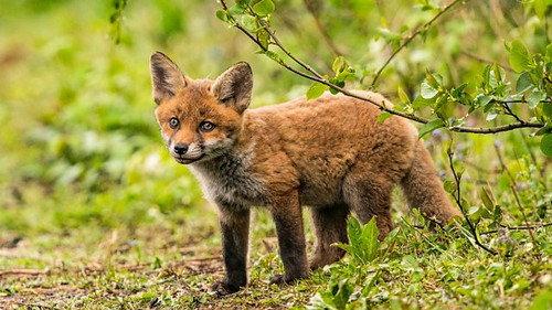 Springwatch Season 18 Episode 9 - Episode 9