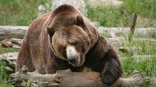 Wildlife Specials Season 1 Episode 10 - Grizzly: Face to Face
