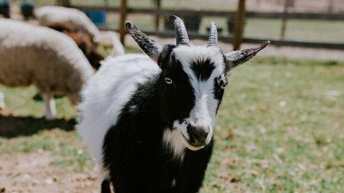Saved By The Barn Season 1 Episode 5 - Working At The Cow Wash