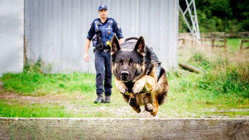 Dog Squad Season 14 Episode 1 - Episode 1