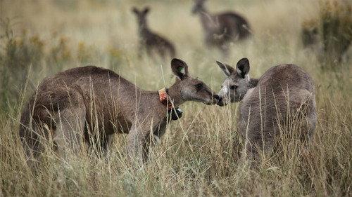 Nature Season 30 Episode 5 - Kangaroo Mob