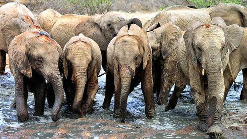 Elephant Diaries Season 1 Episode 1 - Episode 1