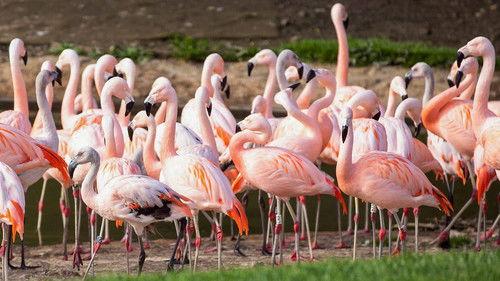 Animal Park Season 20 Episode 10 - Summer 2022: Episode 10