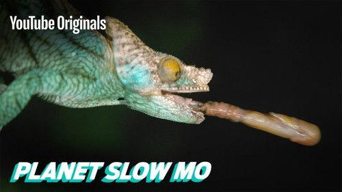 Planet Slow Mo Season 1 Episode 17 - Fast Reptiles in Slow Mo