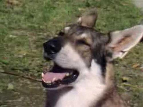 The Littlest Hobo Season 2 Episode 10 - Fast Freddie