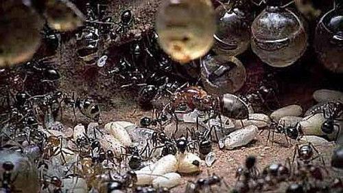 Natural World Season 31 Episode 2 - Empire of the Desert Ants