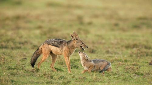 Mamas Season 1 Episode 14 - Jackal