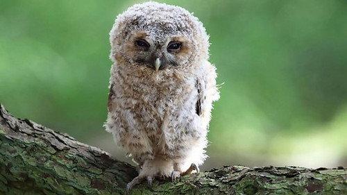 Springwatch Season 20 Episode 2 - Episode 2