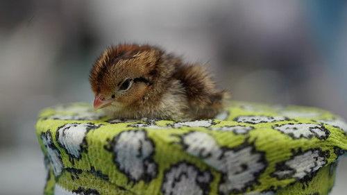 Dr. K's Exotic Animal ER Season 6 Episode 2 - Babies R Us