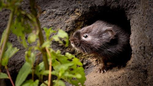 Nature Season 42 Episode 8 - Big Little Journeys: Bloodlines