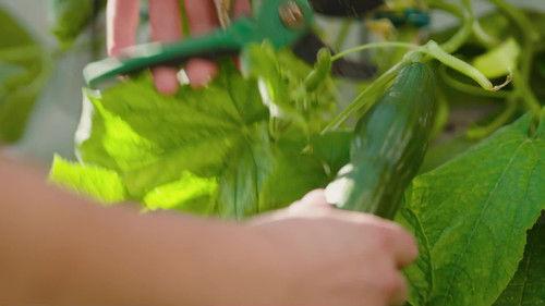 Natur im Garten Season 27 Episode 9 - Episode 9