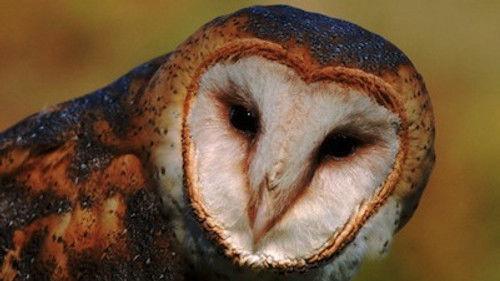 Natural World Season 22 Episode 6 - Five Owl Farm