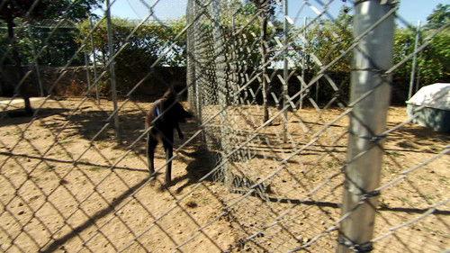 Cesar Millan's Leader of the Pack Season 1 Episode 11 - Turbo Charged