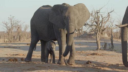 Mamas Season 1 Episode 12 - Elephant
