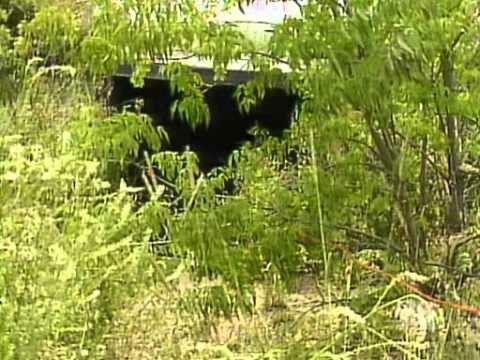 The Littlest Hobo Season 6 Episode 18 - Pandora