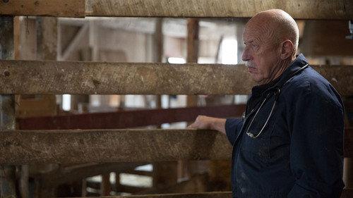 The Incredible Dr. Pol Season 6 Episode 1 - Nerves of Steer