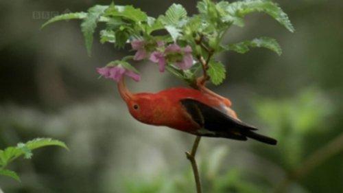 South Pacific Season 1 Episode 5 - Strange Islands