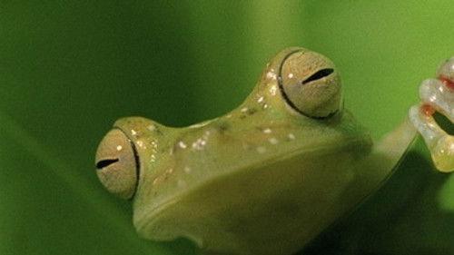 Natural World Season 20 Episode 4 - Hotel Heliconia