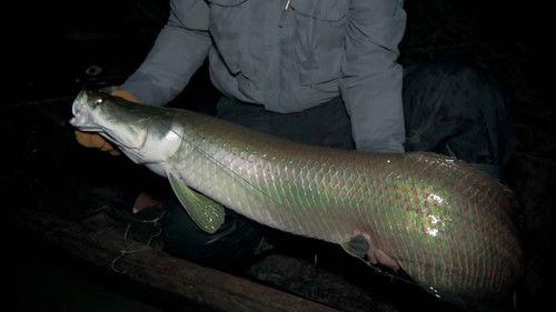 River Monsters Season 5 Episode 5 - Face Ripper