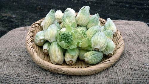 Trails to Oishii Tokyo Season 6 Episode 6 - FUKINOTO