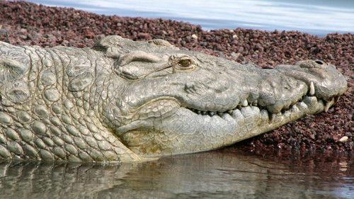 Nature Season 25 Episode 7 - Supersize Crocs