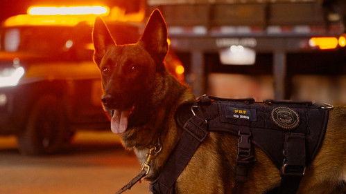 Border Control: Brazil Season 5 Episode 11 - Episode 11