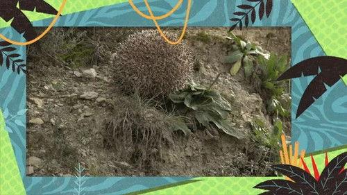 Kukurota Season 3 Episode 10 - Episode 10